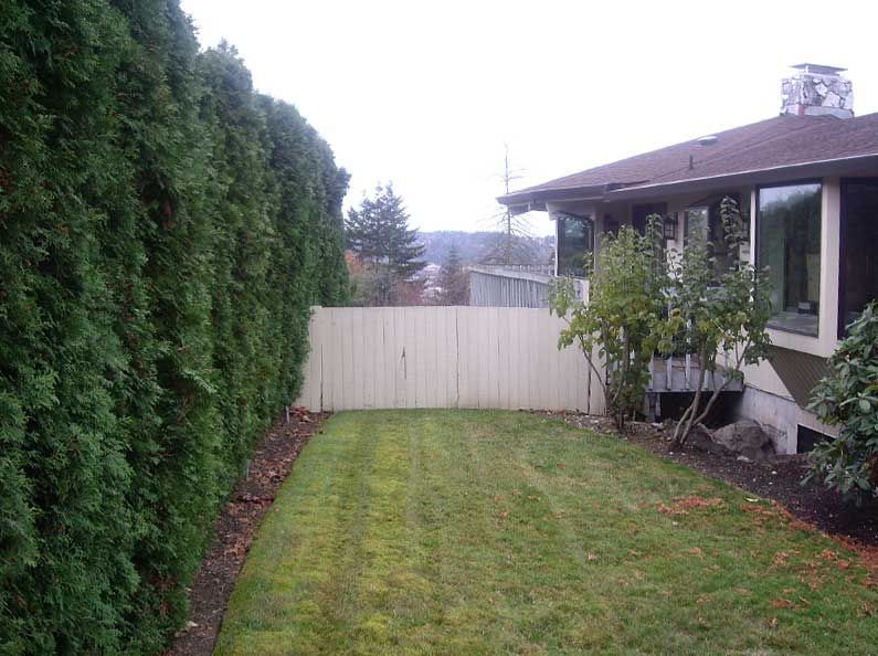 backyard before work is done