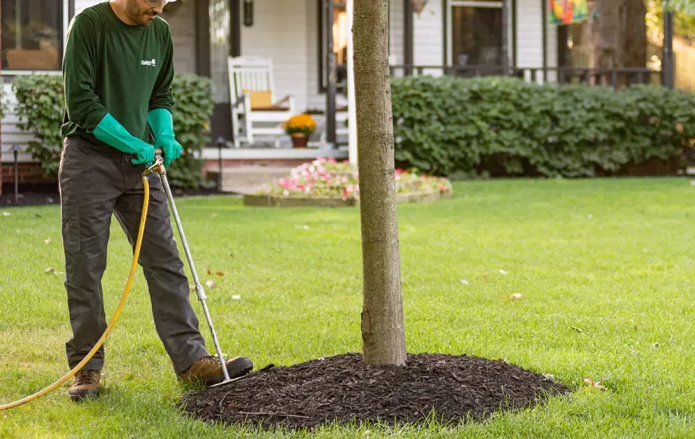 man using tool to fertilize roots of tree