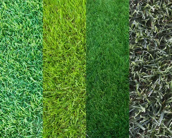 4 different kinds of grass
