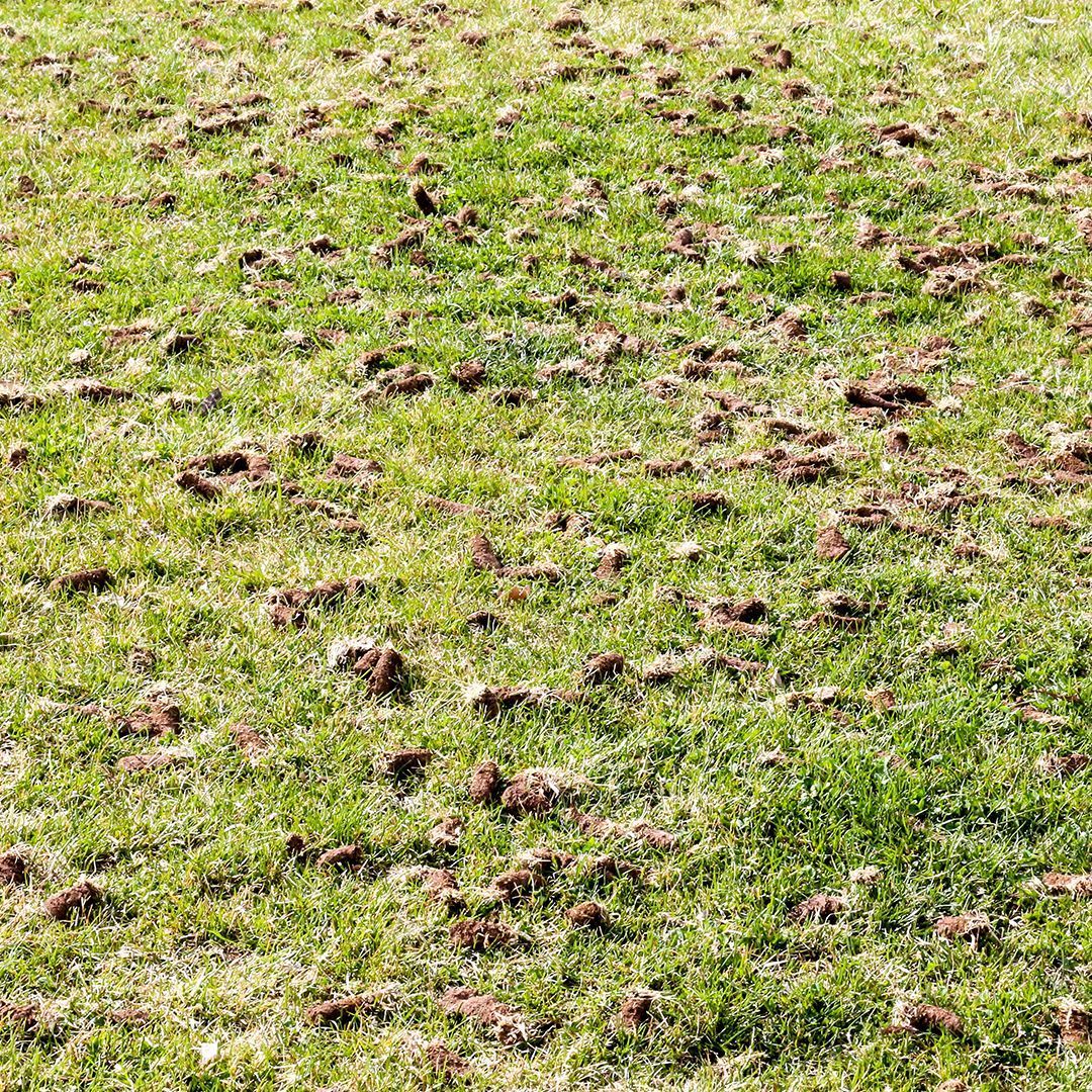 lawn that was core aerated