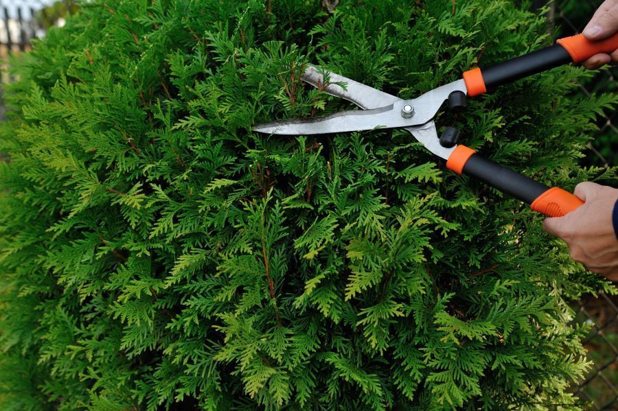 hand trimming bush with clippers