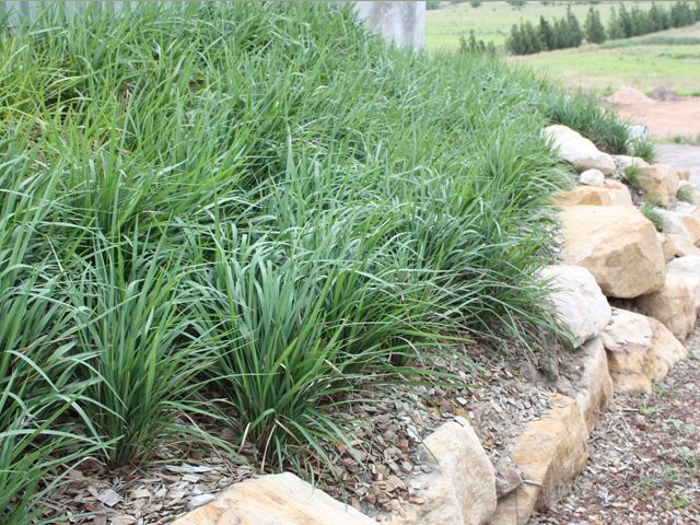 natural grass