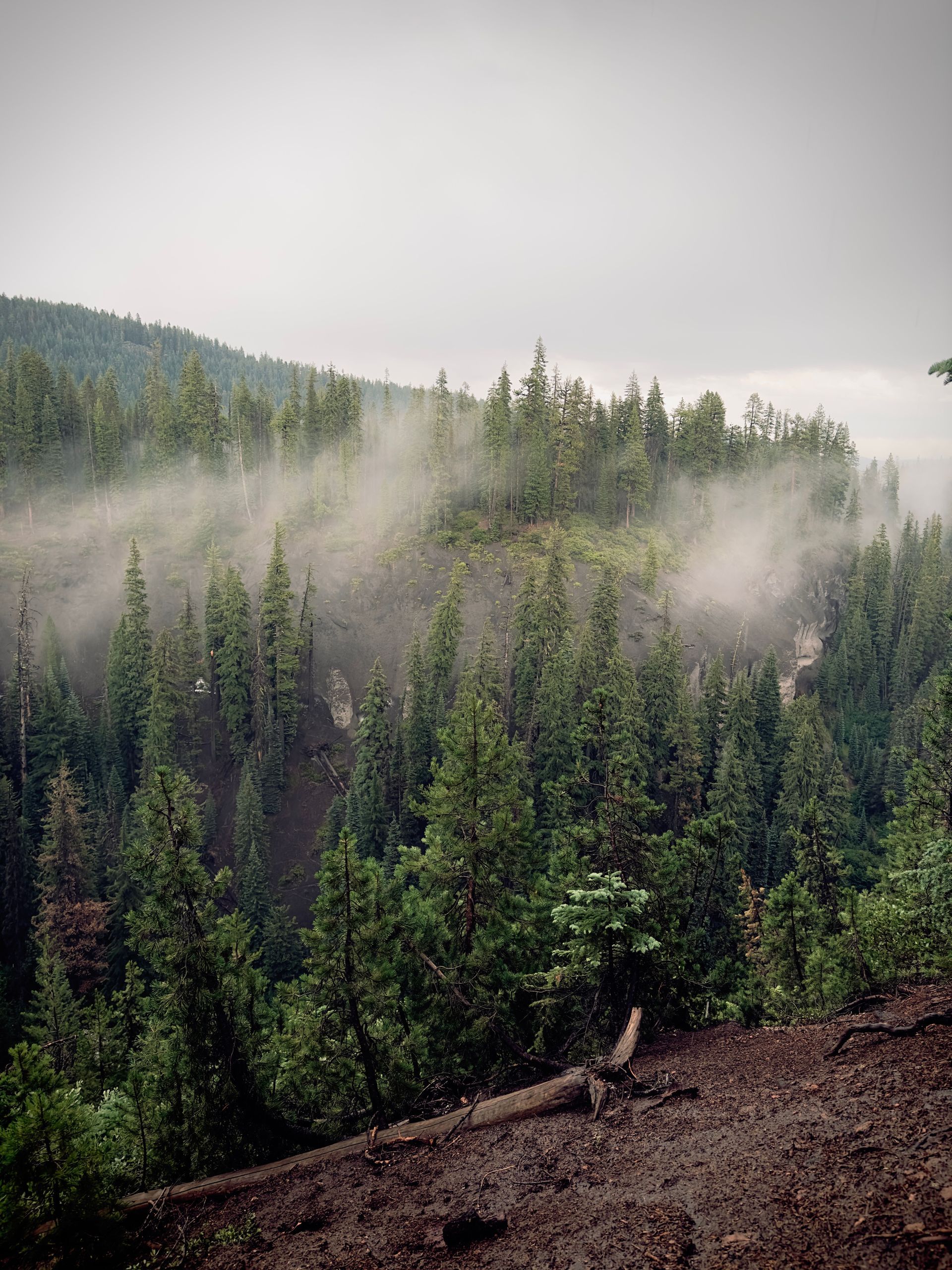 Fog drifting over a dense evergreen forest on a mountain slope.