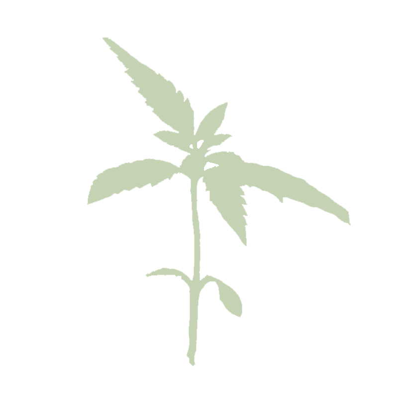 Pale green cannabis seedling on a white background