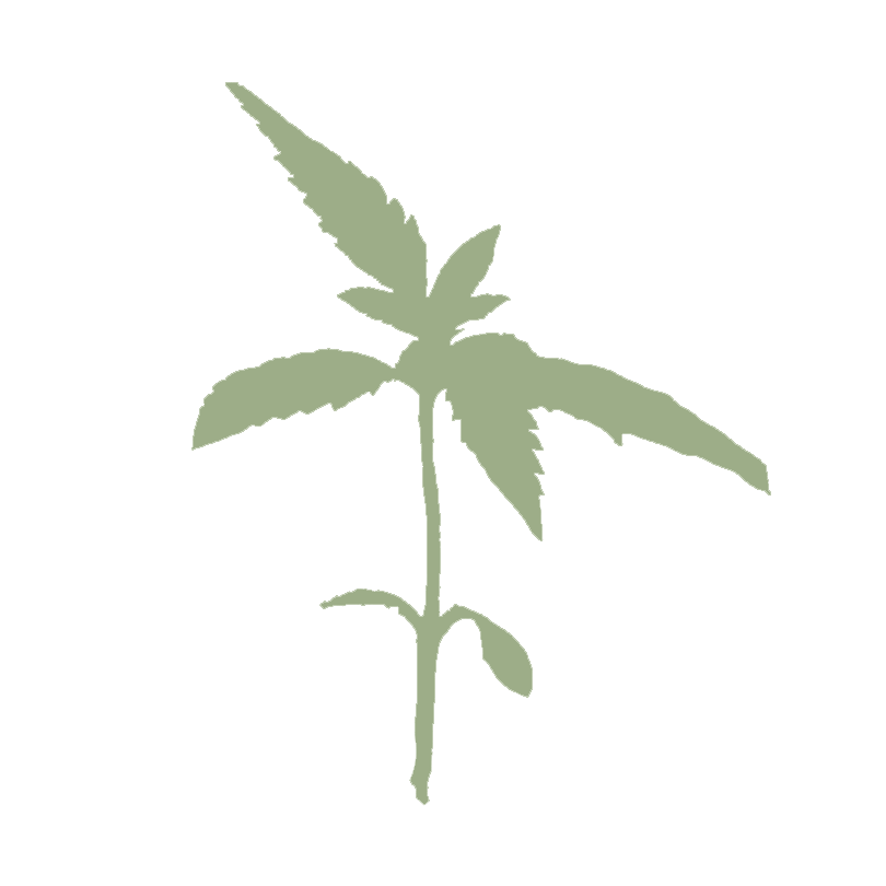 Minimal green cannabis plant silhouette on a white background