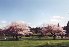 Forest Lawn Cemetery in Bremerton, WA cemetery grounds