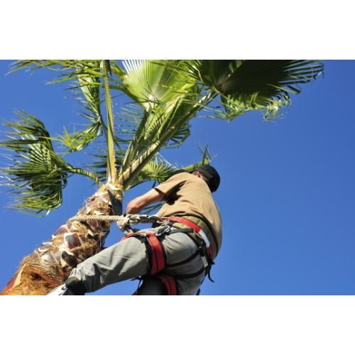 palm tree skimming 