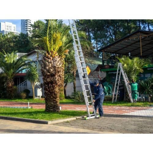 Palm Tree Trimming Service 