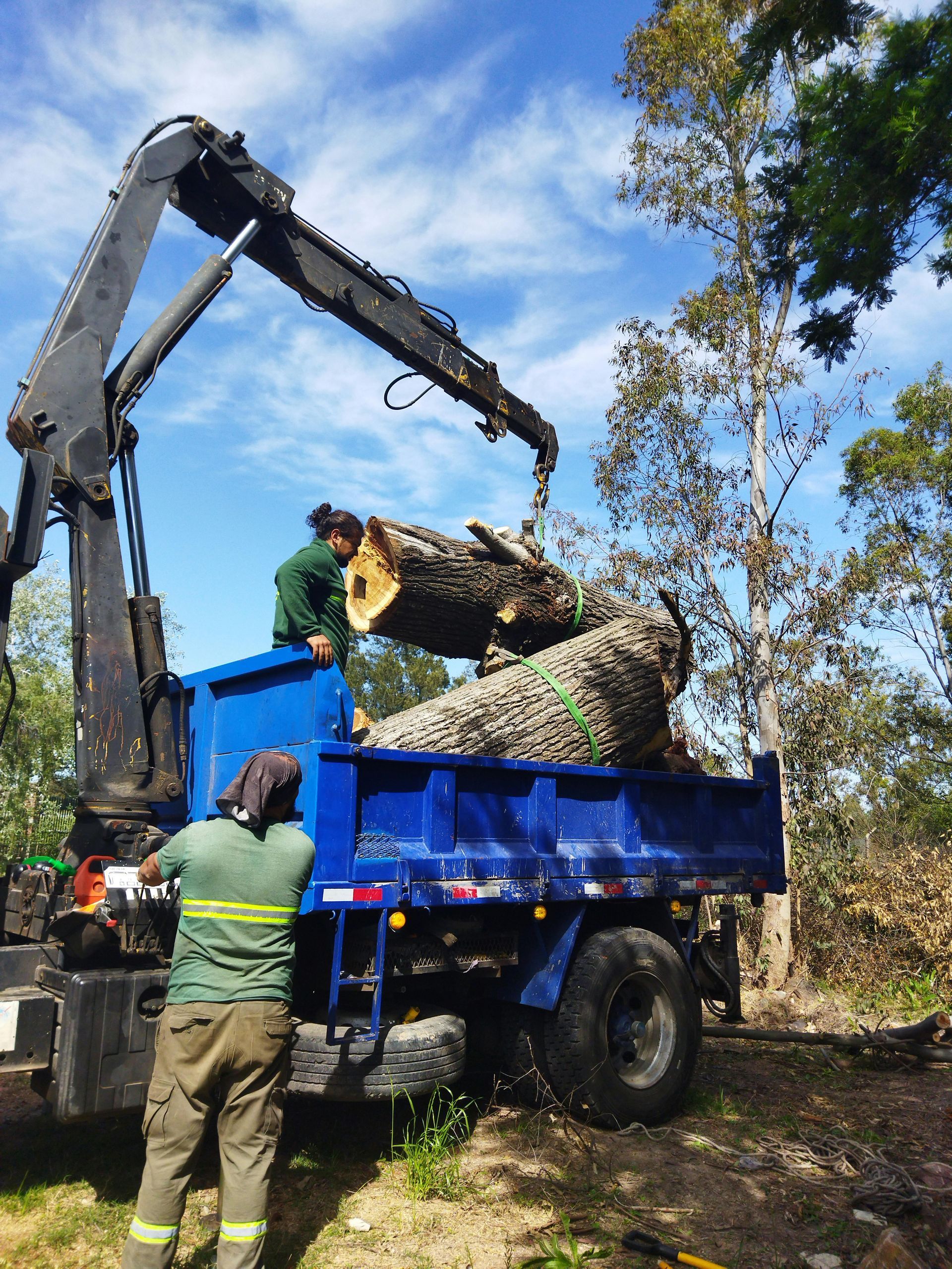 palm tree removed and placed in truck