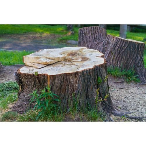 tree stump