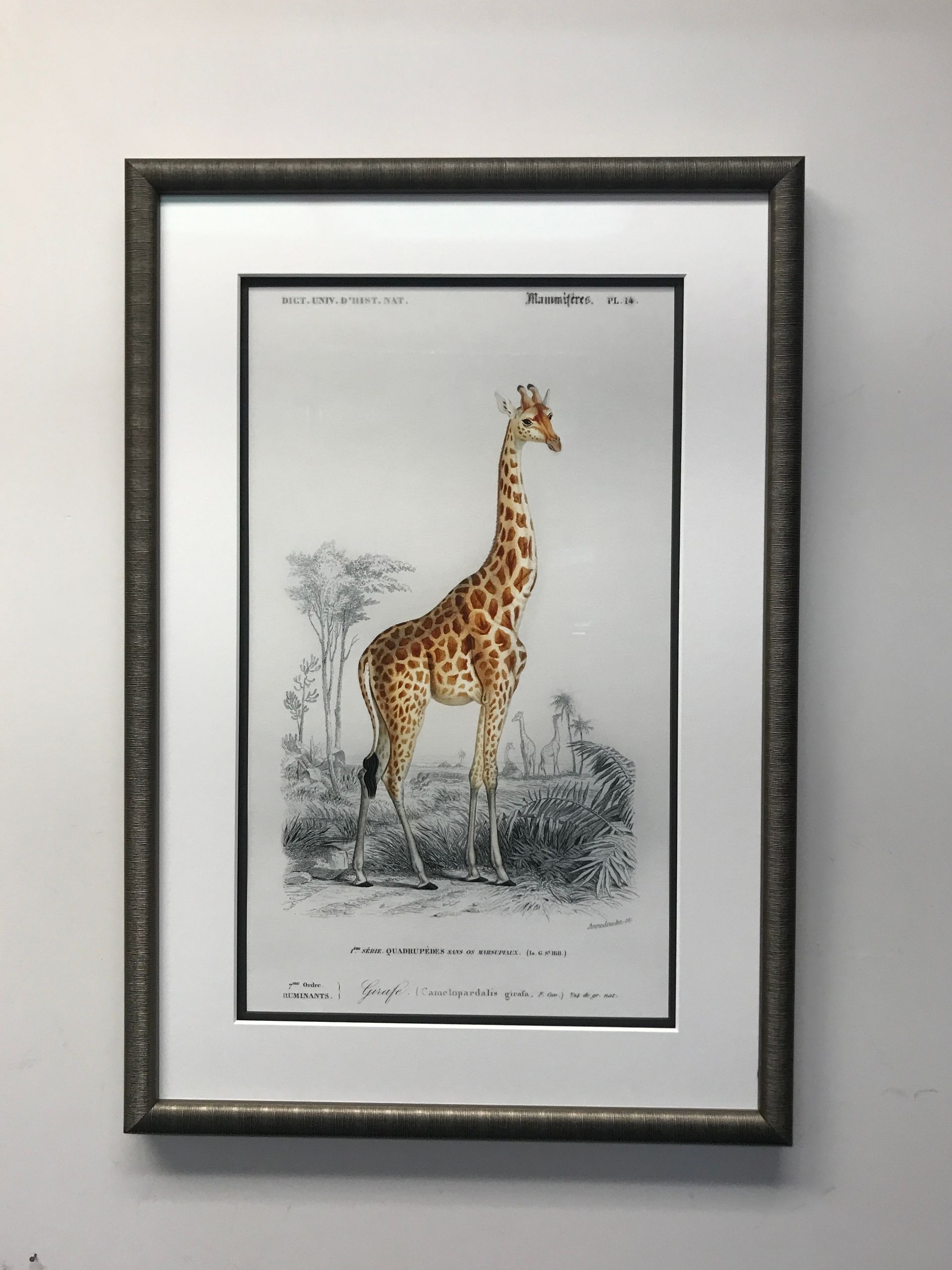A framed, vintage-style scientific illustration of a giraffe standing in a sparse savanna landscape.