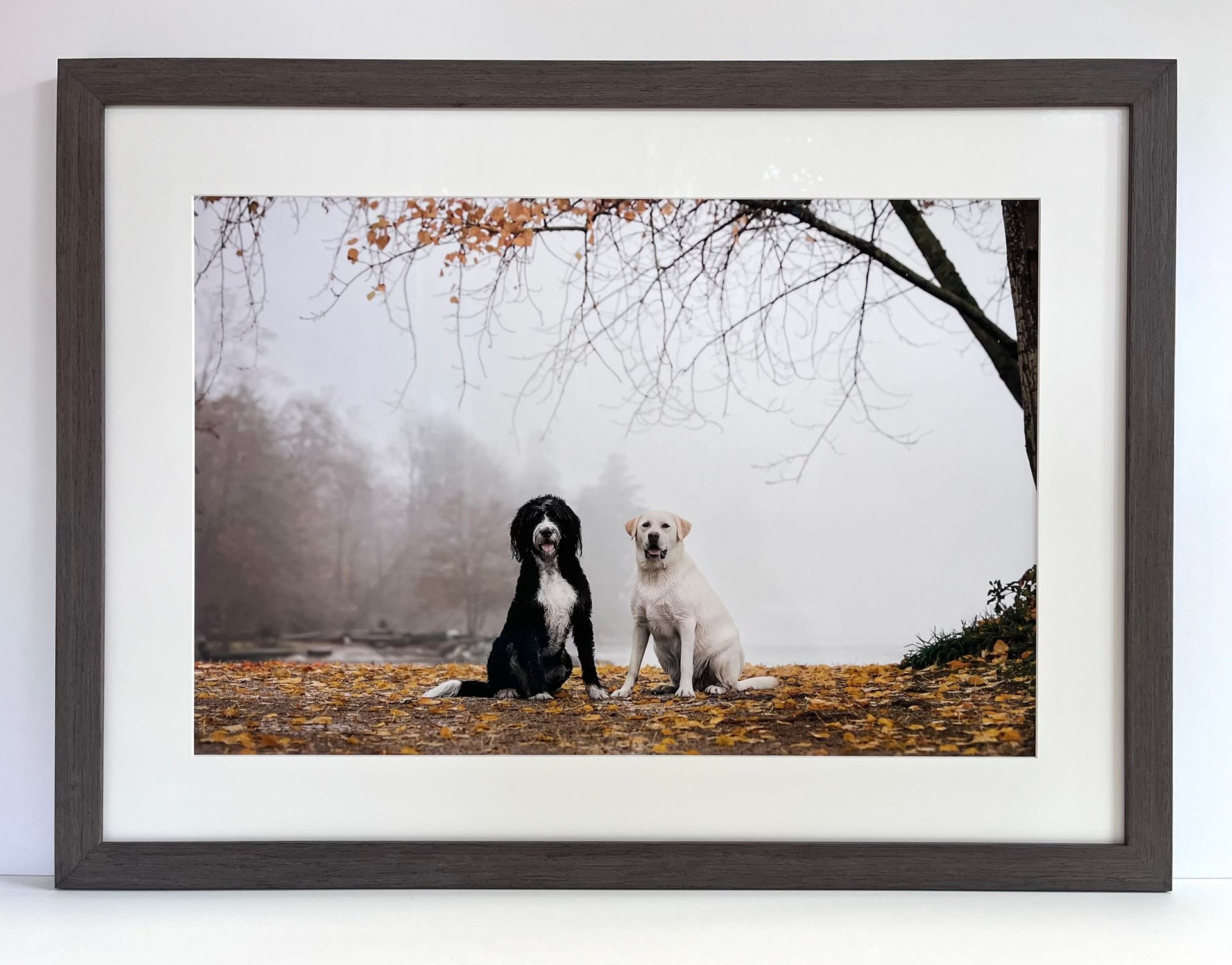 A black and white dog sitting side by side on a ground covered with autumn leaves in a foggy, wooded outdoor setting.