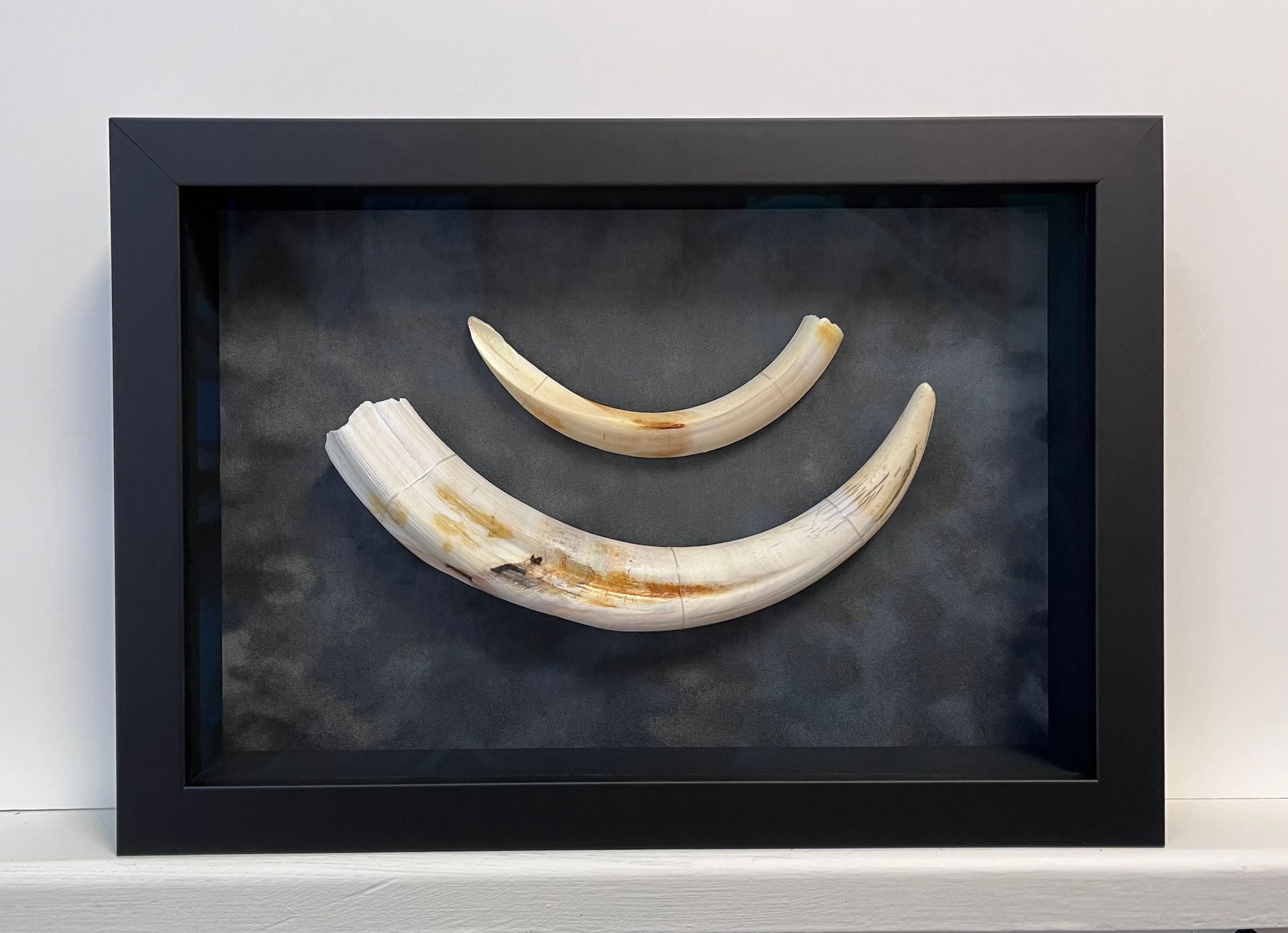 A shadow box frame containing two curved, weathered animal tusks set against a dark, mottled background.