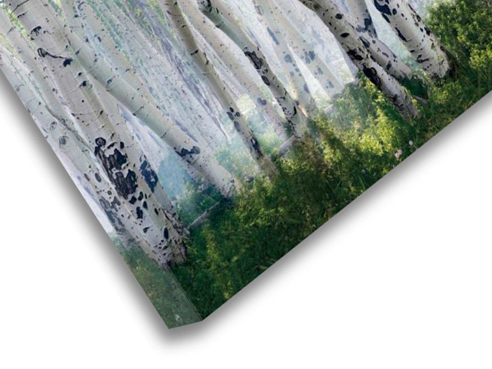 A close-up view of birch tree trunks set against a lush, green forest floor.
