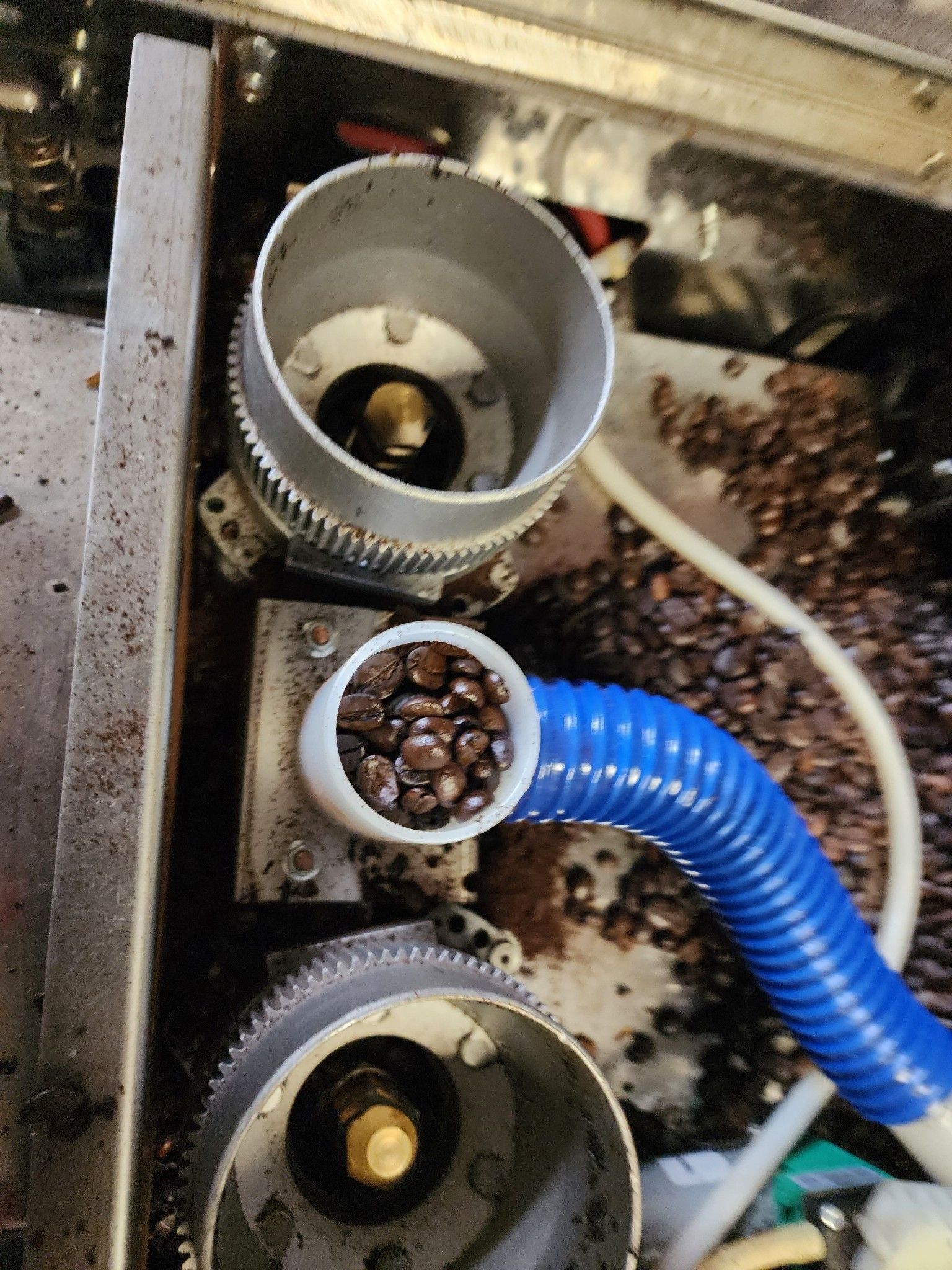 Coffee beans in a grinder hopper with a blue hose and metal machinery visible