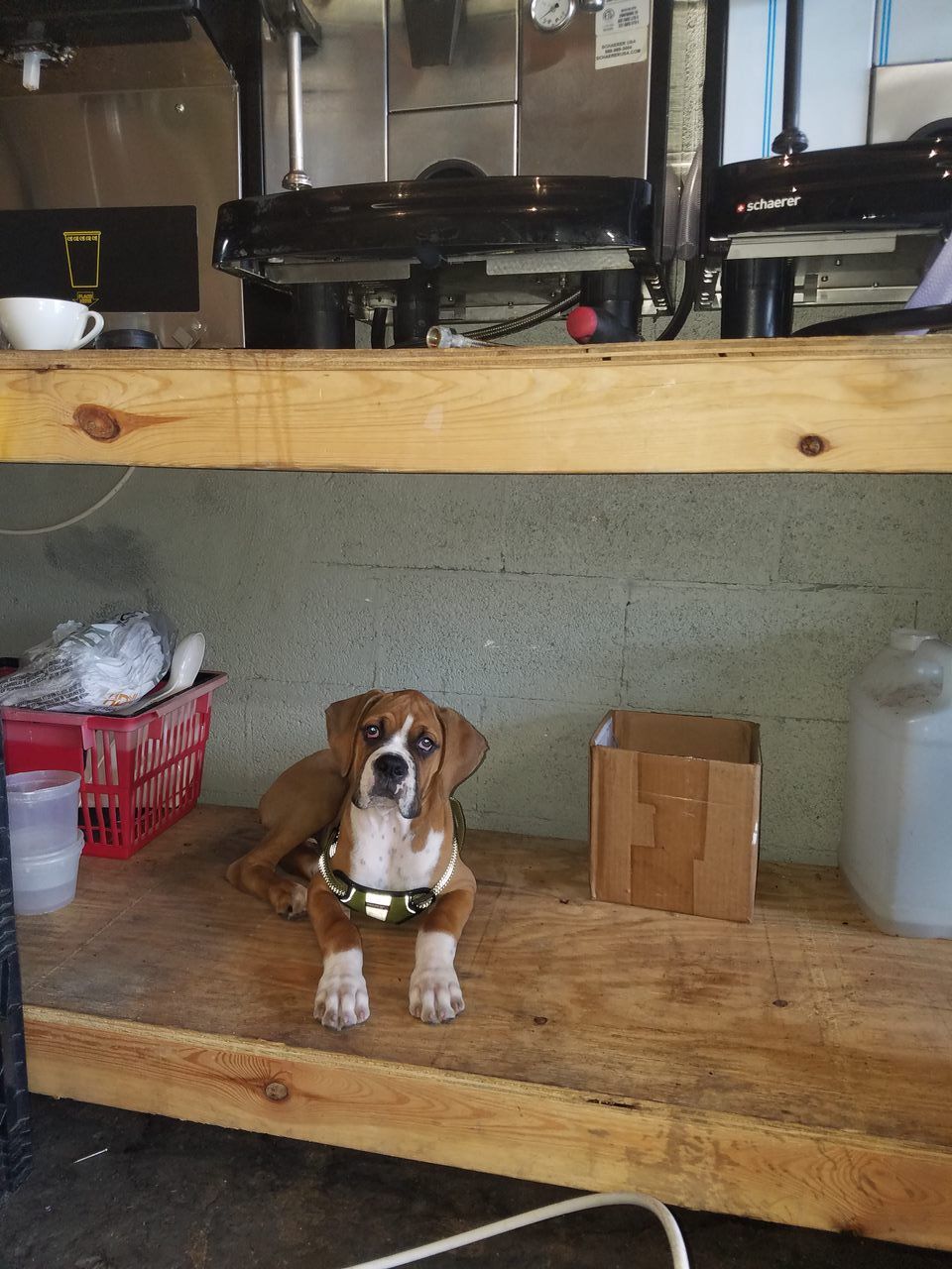 Beagle sitting on a wooden shelf in a garage, with stacked items and storage bins nearby