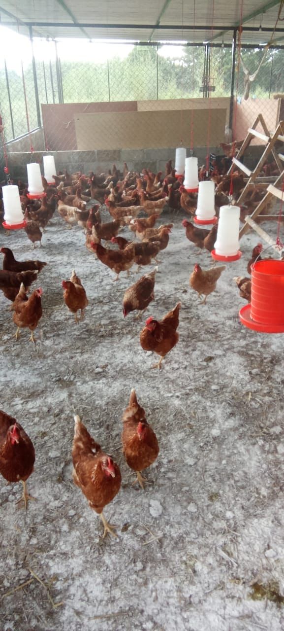 Gallinas marrones dentro de un gallinero cubierto, dispersas sobre un suelo de cemento con comederos y bebederos.