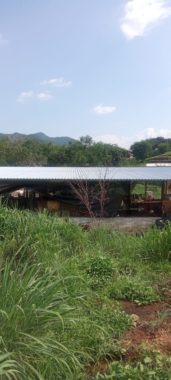 Casa rural con techo de metal, rodeada de hierba alta y verde, bajo un cielo azul brillante.