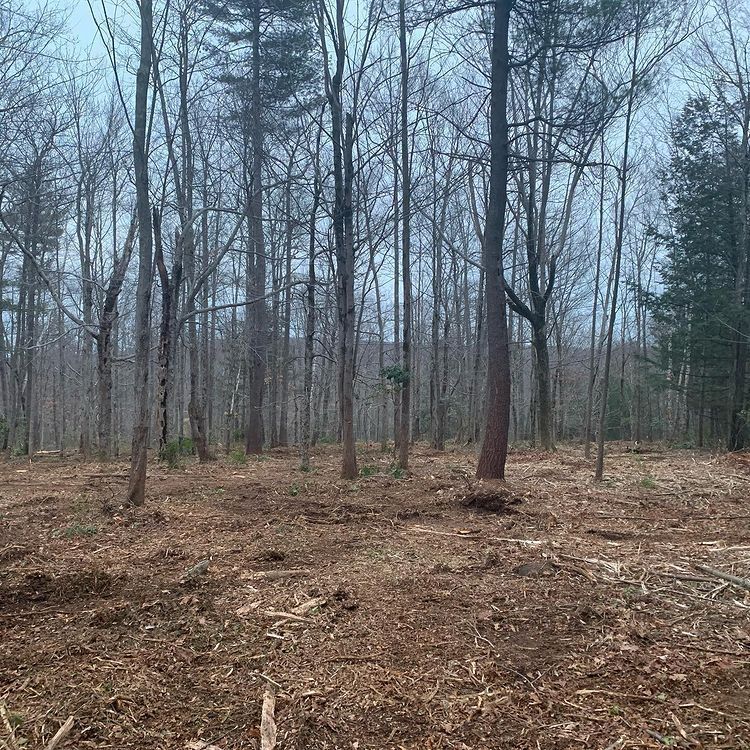 A wooded area with bare trees and brown ground cover under a cloudy sky.