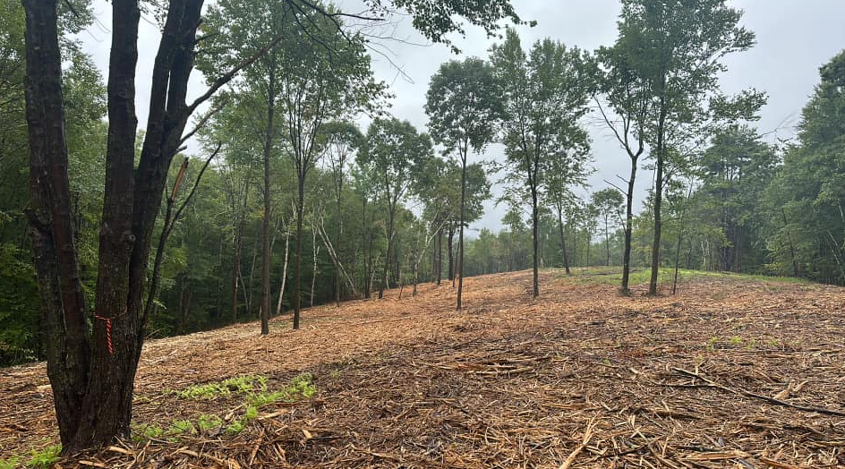 Cleared area in a forest with young trees, brown ground covered in wood chips, overcast sky.