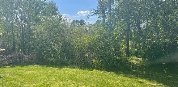 Lush green yard with trees and bushes under a partly cloudy blue sky.
