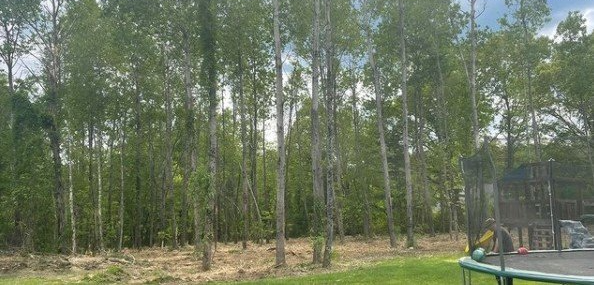 Tall, slender trees with white trunks stand in a grassy field. A trampoline is visible in the right corner.