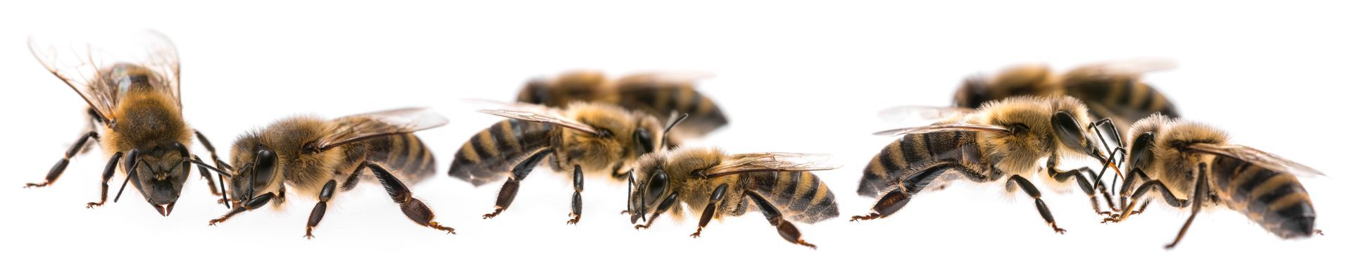 The Bee Partner Bees
