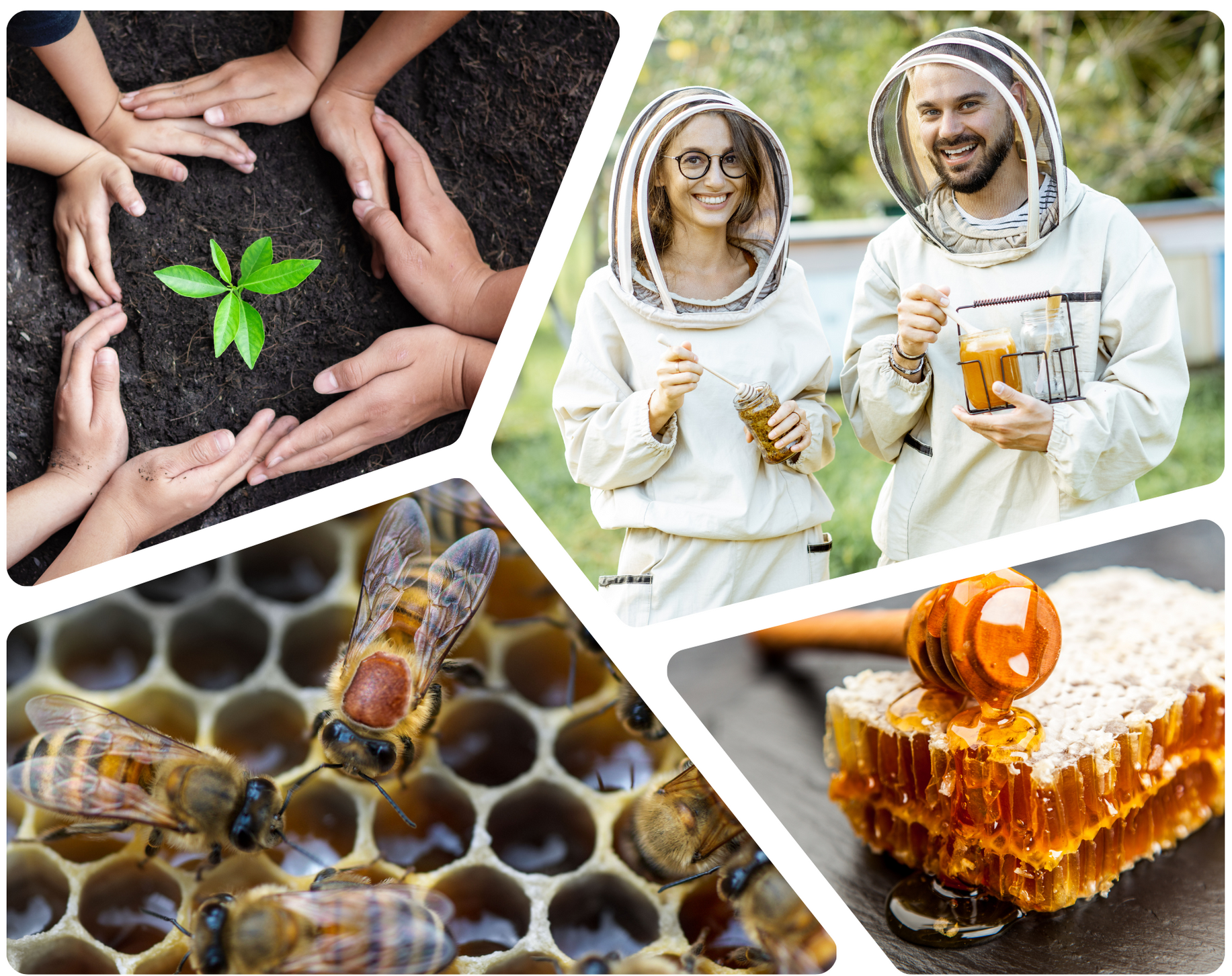 The Bee Partner Sustainability