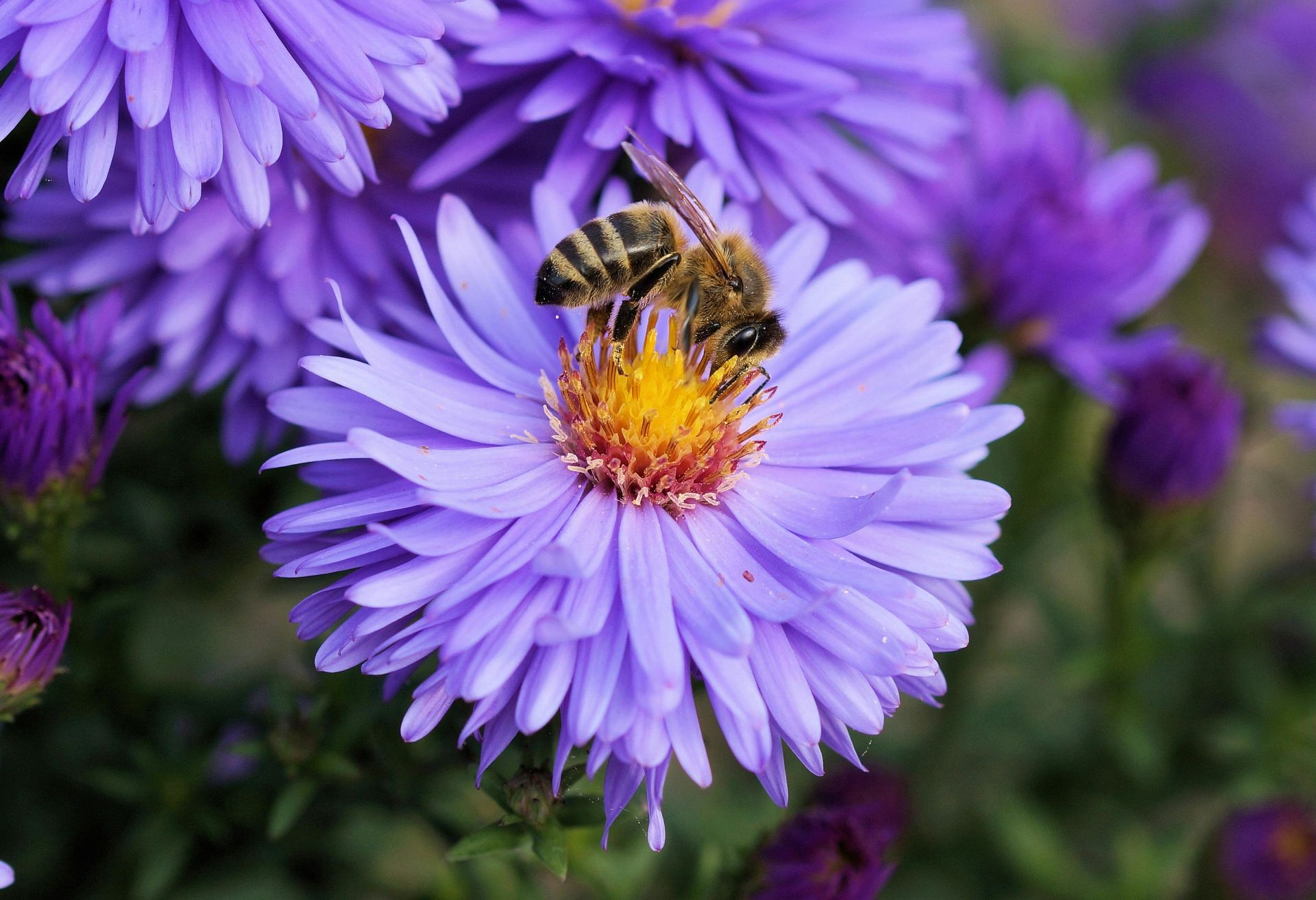 A bee pollinating a flower.