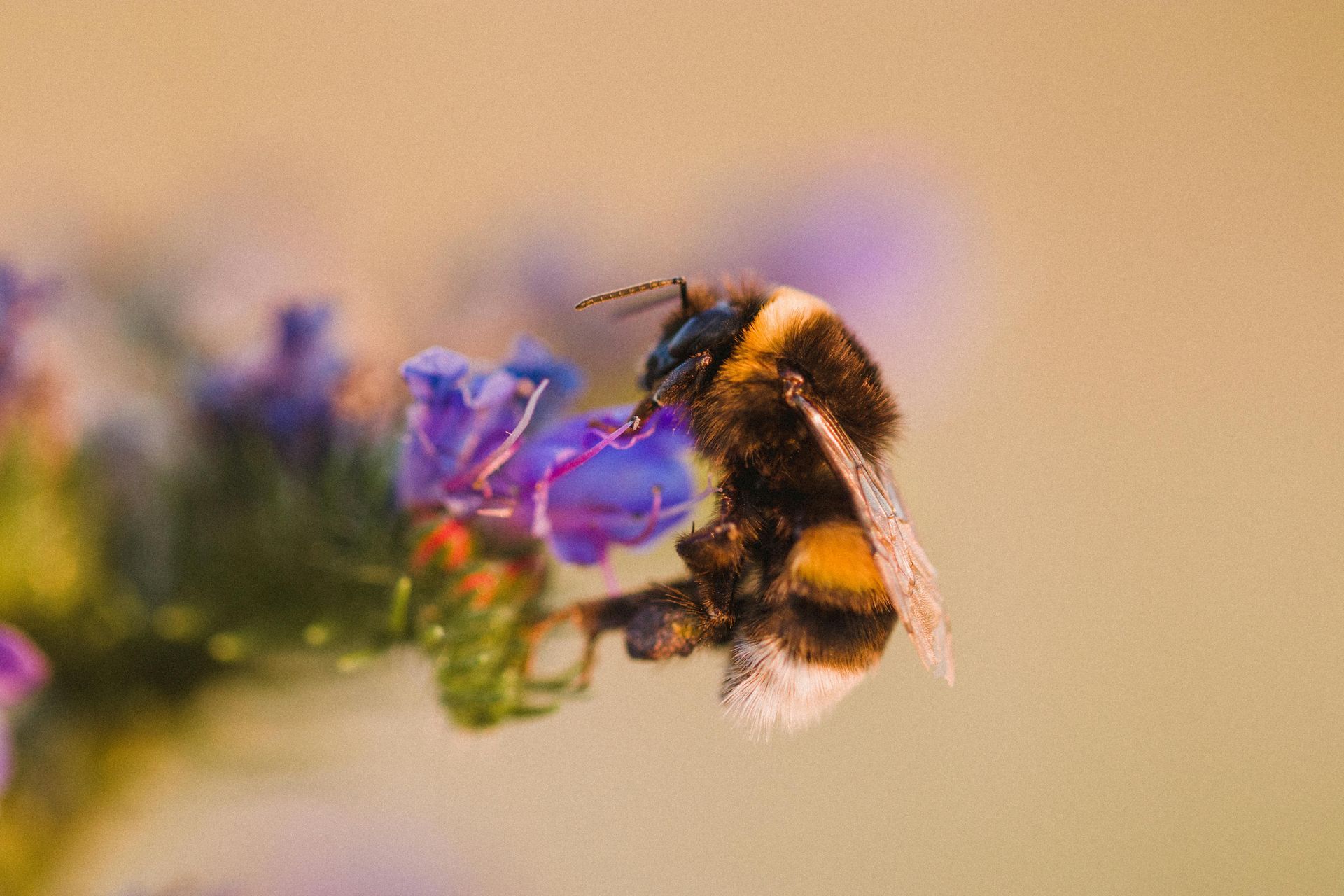 A bumblebee pollinating a flower.