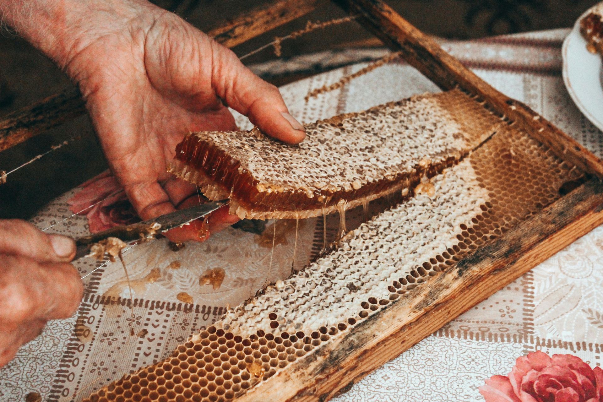 Beekeepers looking at a beehive