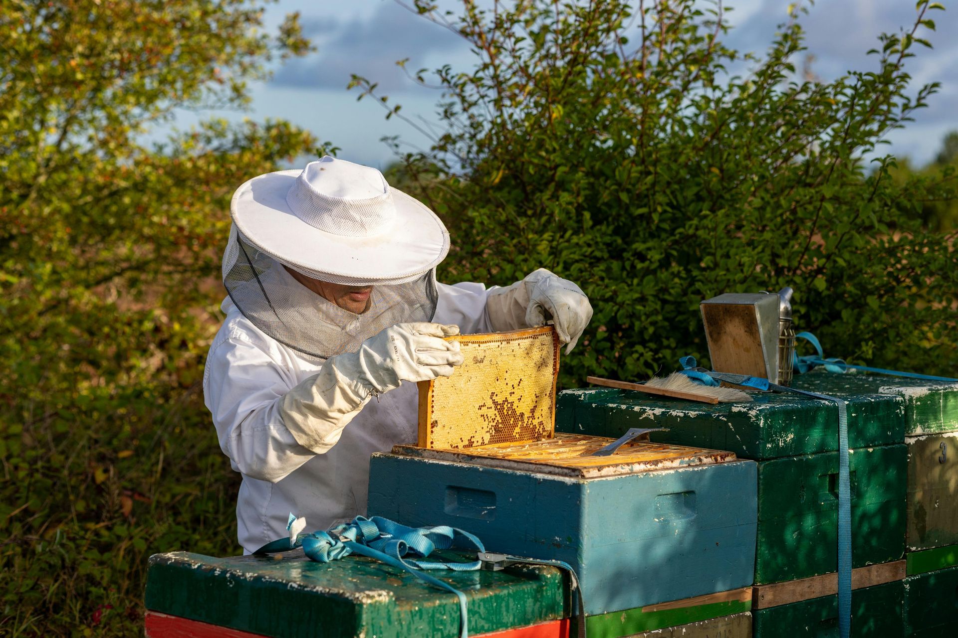 Beekeeping in Utah Valley