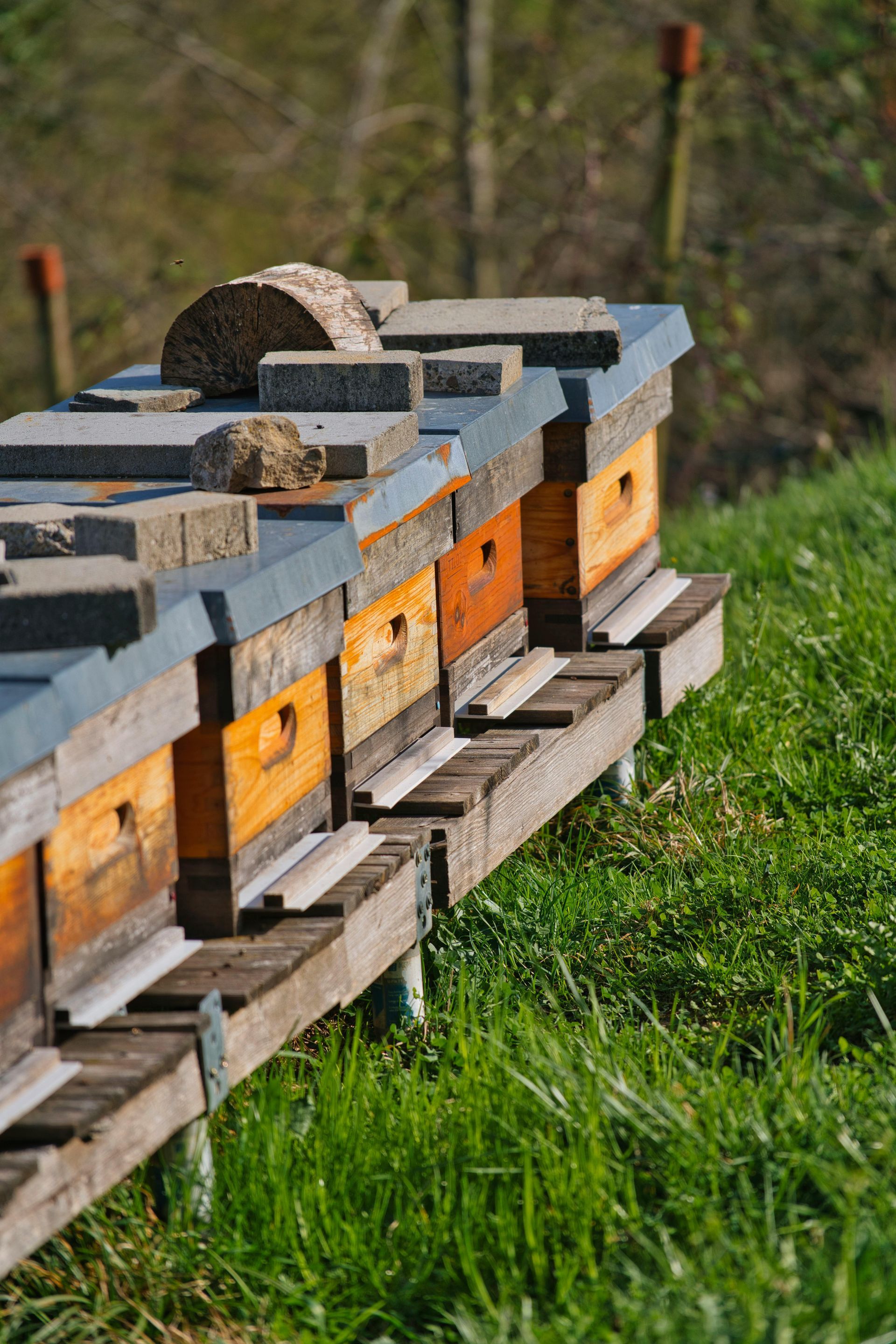 Honeyshare options