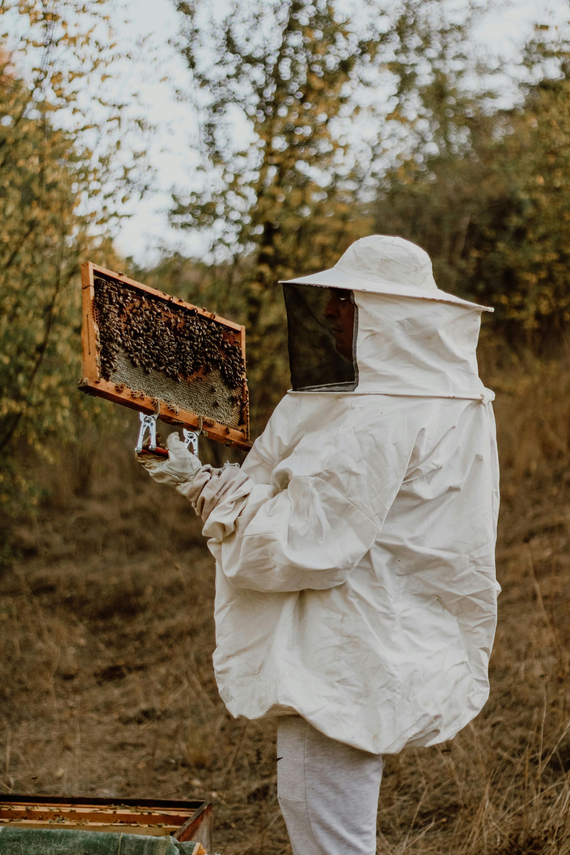 Beekeeper looking at a beehive frame.
