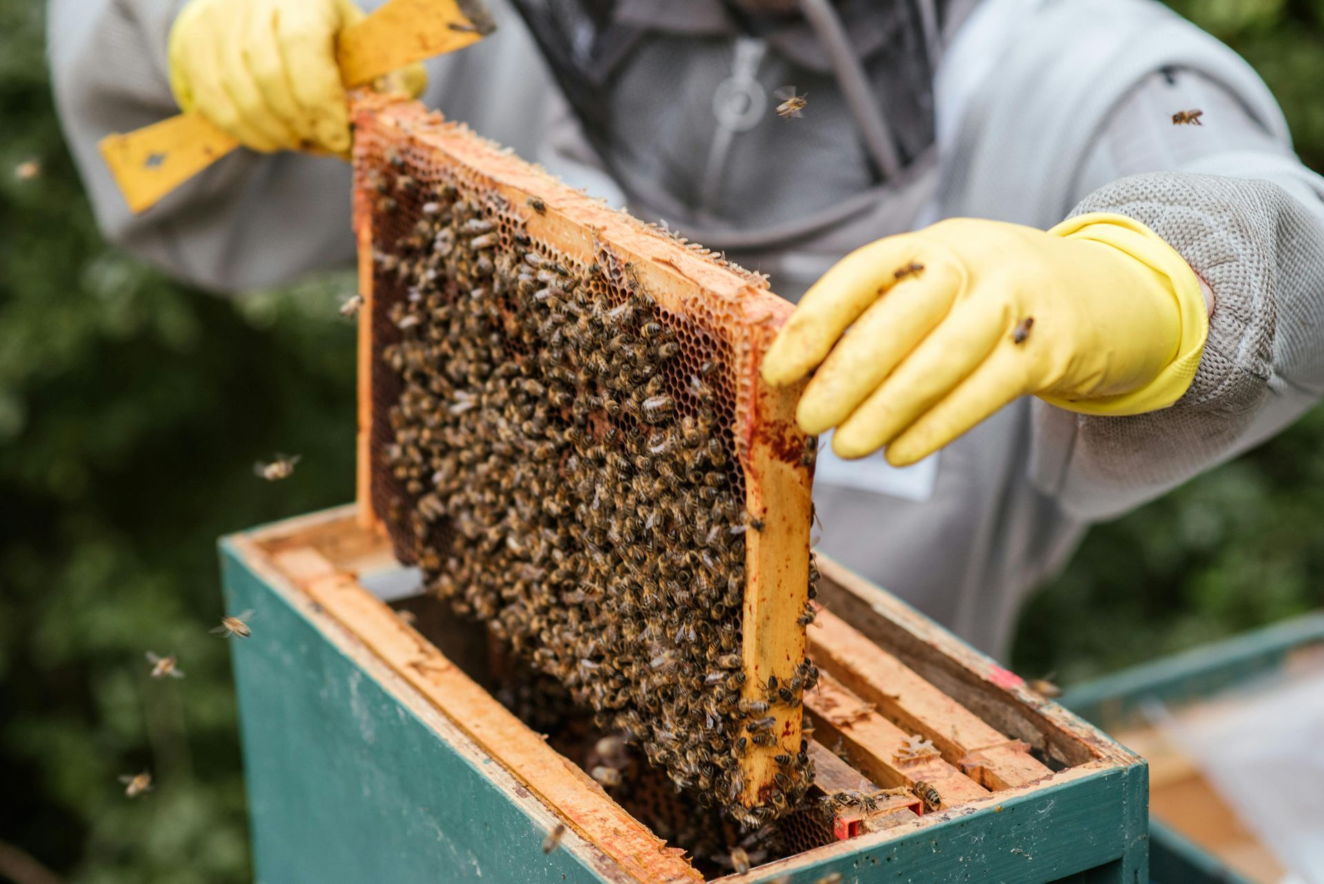 Beekeeper in Utah Valley
