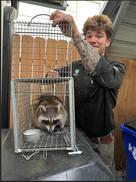 A person holding a wire trap containing a raccoon in an outdoor residential setting.