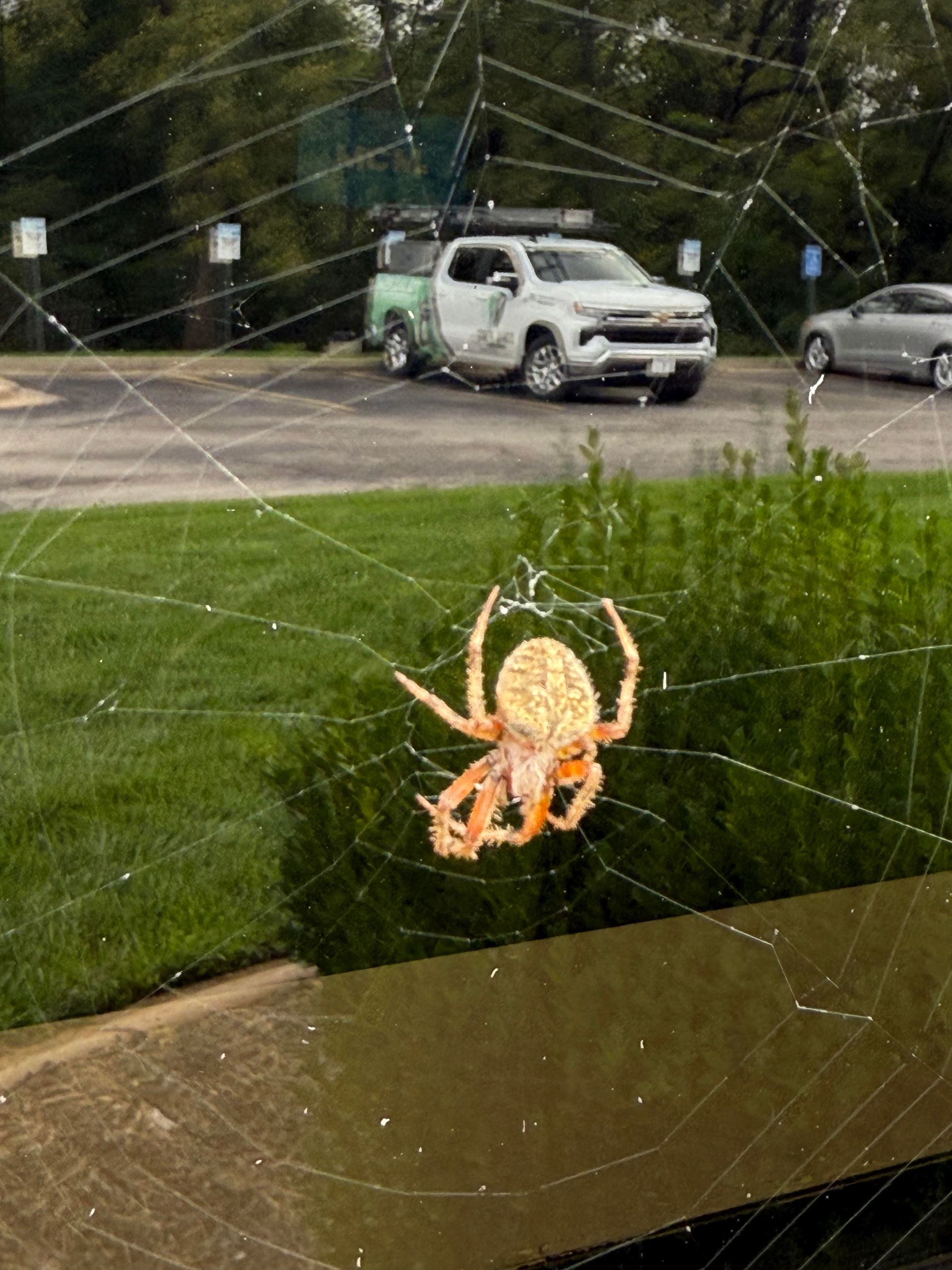 A big spider on a web outside with a pest control truck behind it in the background.