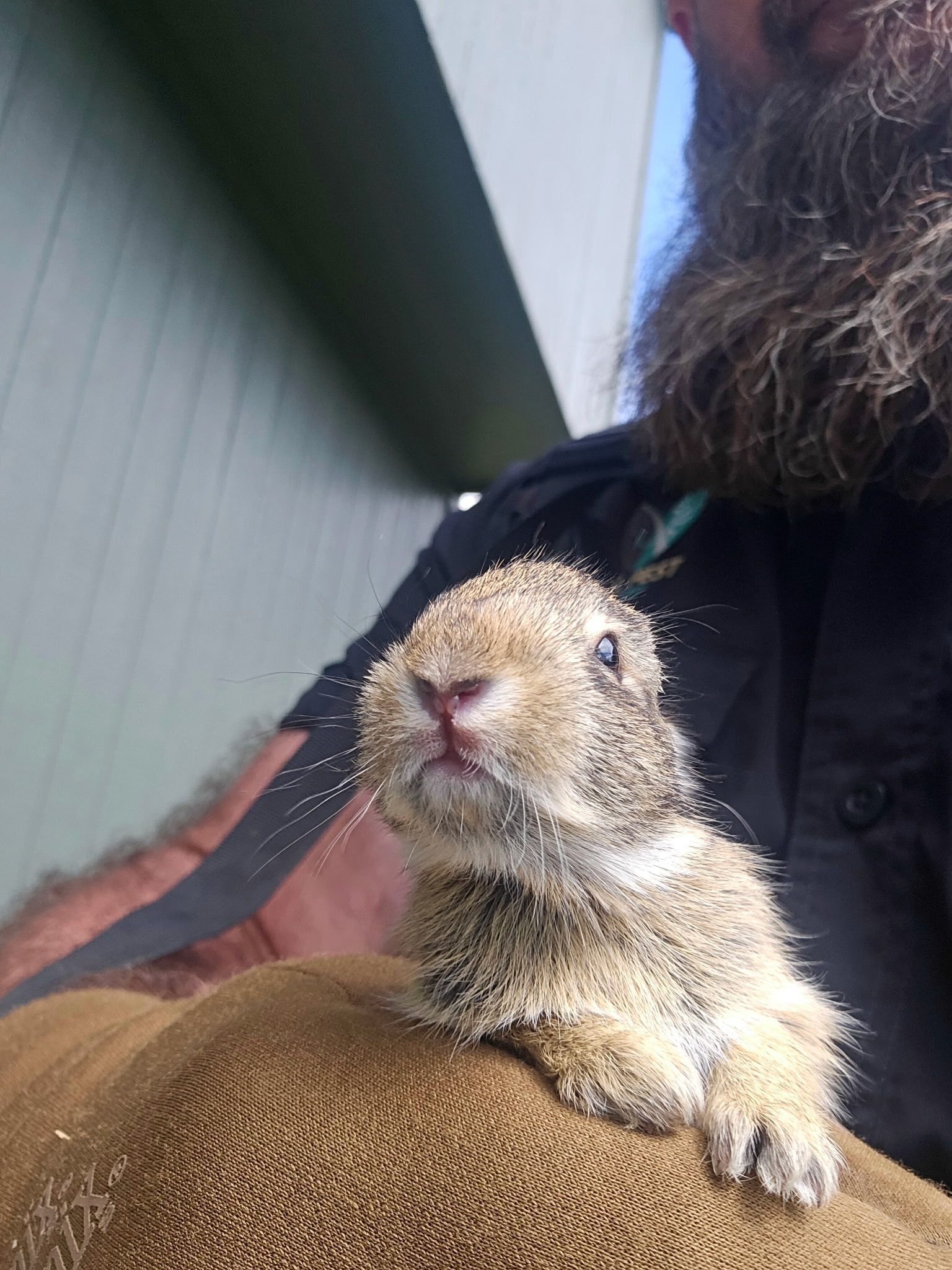 A person holding a juvenile bunny rabbit in an outdoor residential setting.