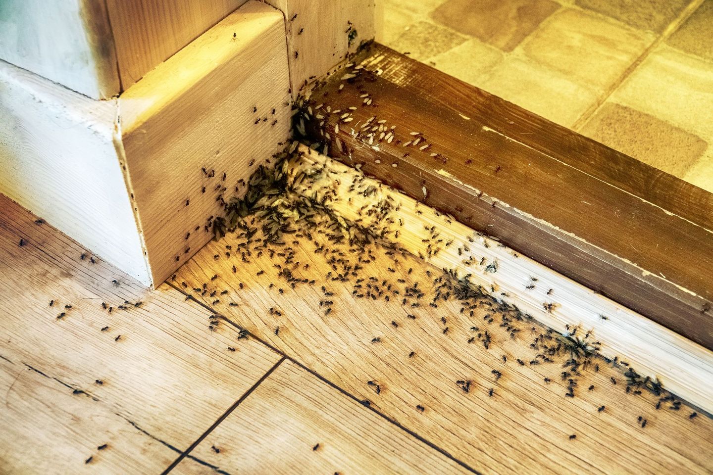 Ants swarming along a wooden threshold and floor near a white wall corner