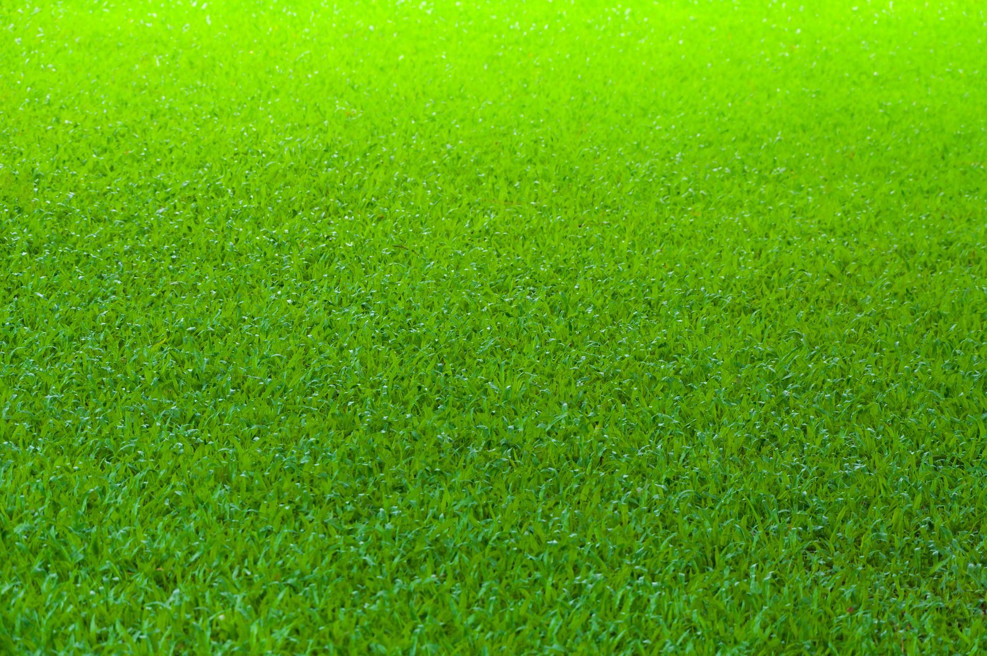 Kentucky Bluegrass — Citrus Heights, CA – Cal Lawn Sod