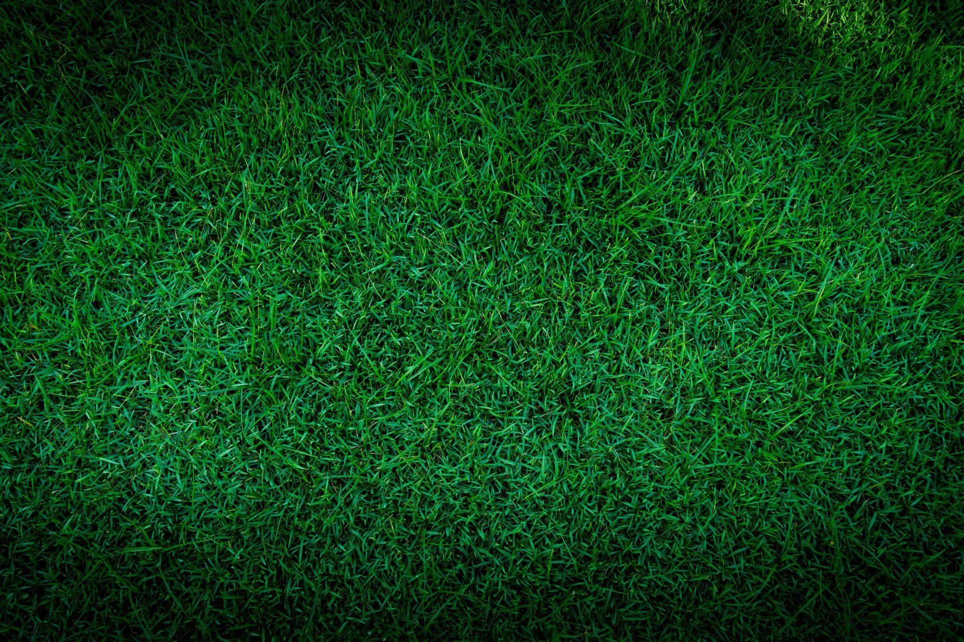 Fresh Grass — Citrus Heights, CA – Cal Lawn Sod