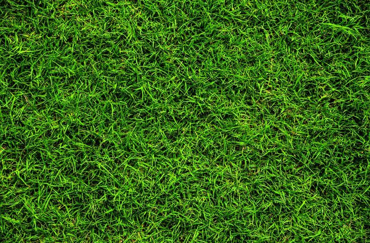 Bentgrass — Citrus Heights, CA – Cal Lawn Sod