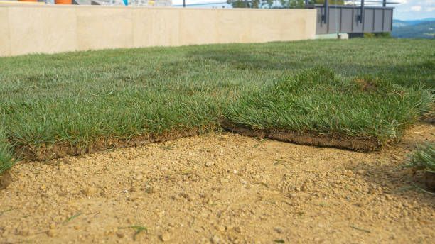 A lawn with a lot of grass and dirt in it.