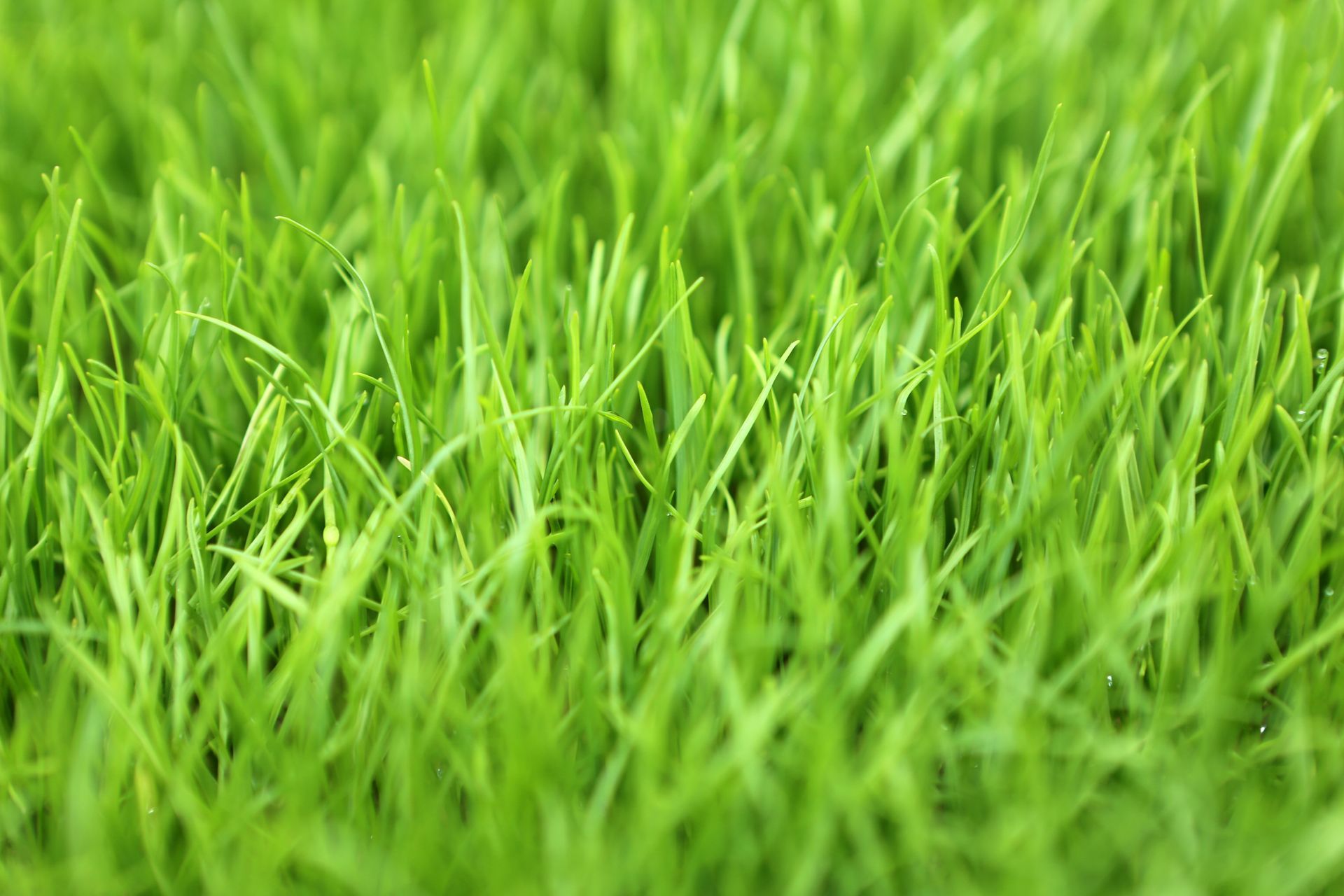 Perennial Ryegrass — Citrus Heights, CA – Cal Lawn Sod