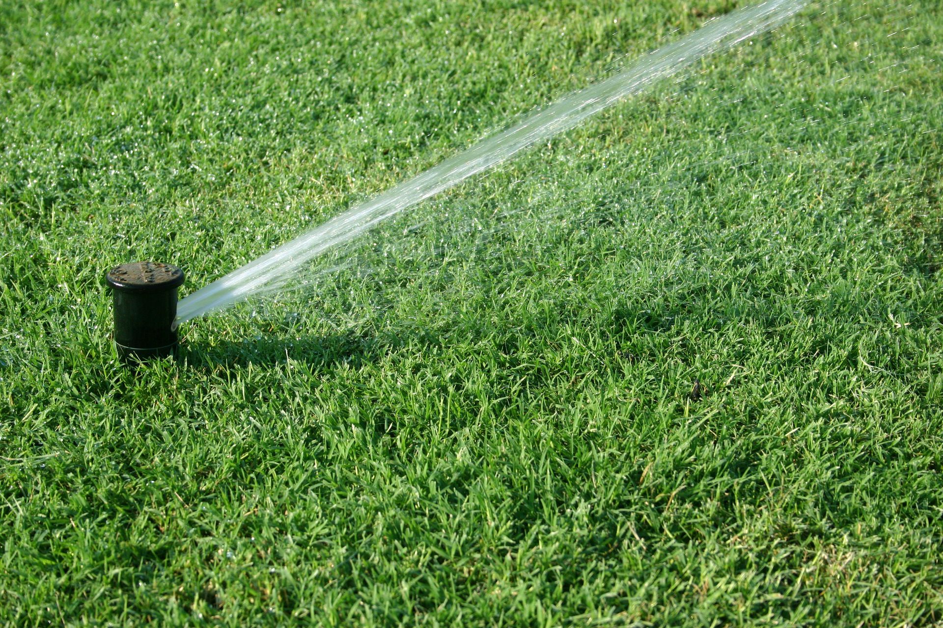 Bermuda Grass — Citrus Heights, CA – Cal Lawn Sod