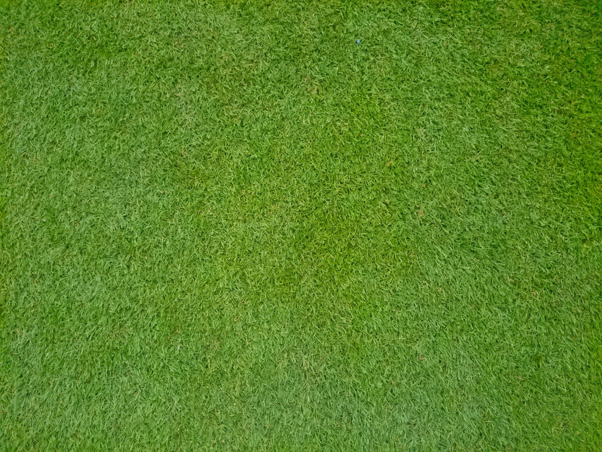 Tifway Bermuda Grass — Citrus Heights, CA – Cal Lawn Sod
