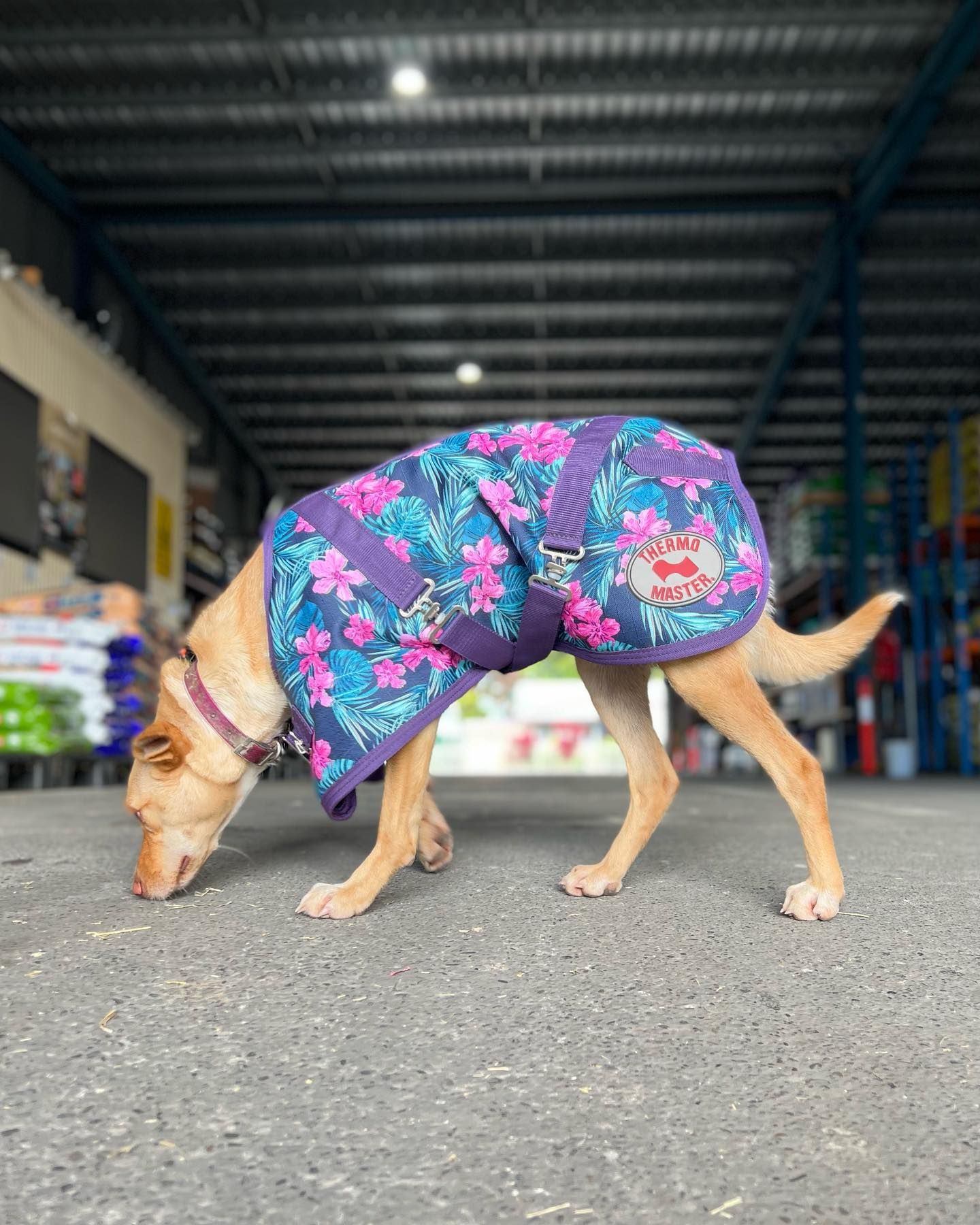 Gallery Kempsey Produce & Saddlery