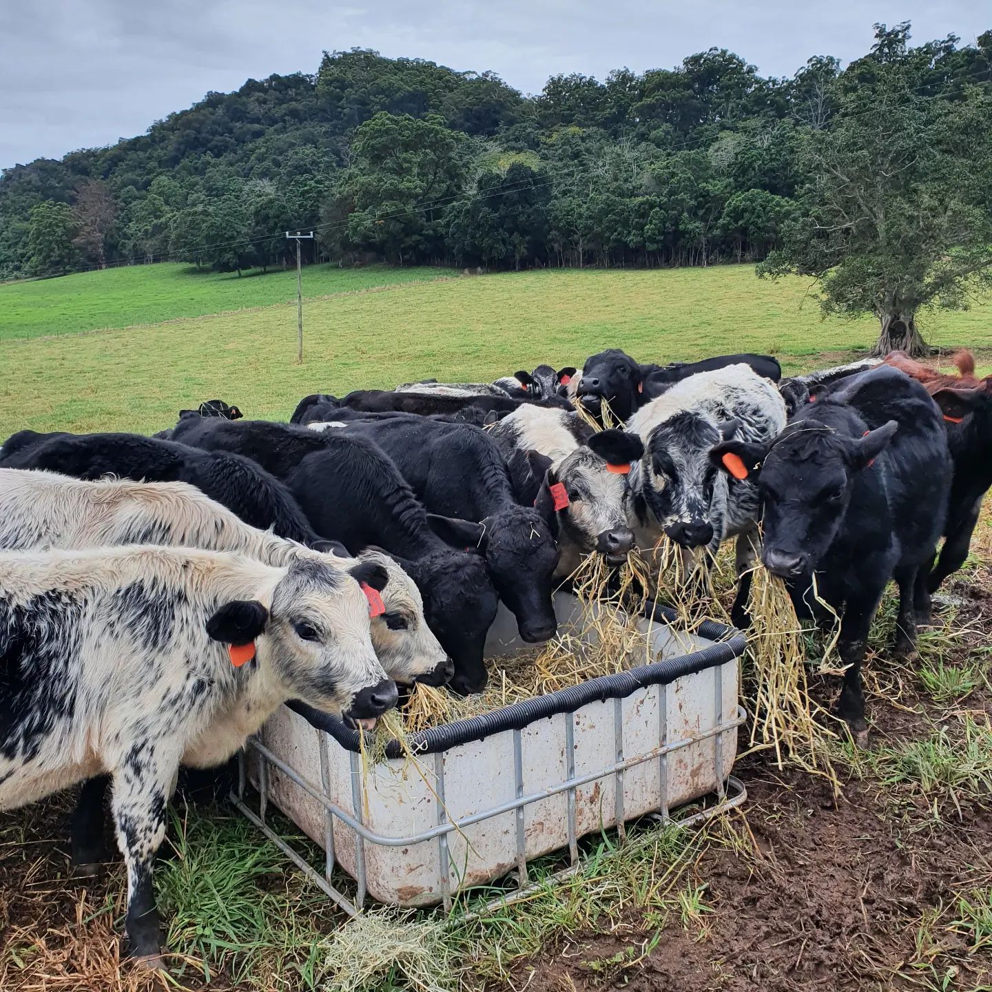Gallery Kempsey Produce & Saddlery