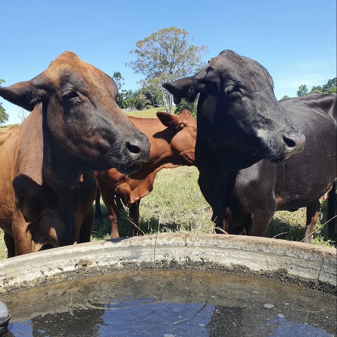 Gallery Kempsey Produce & Saddlery