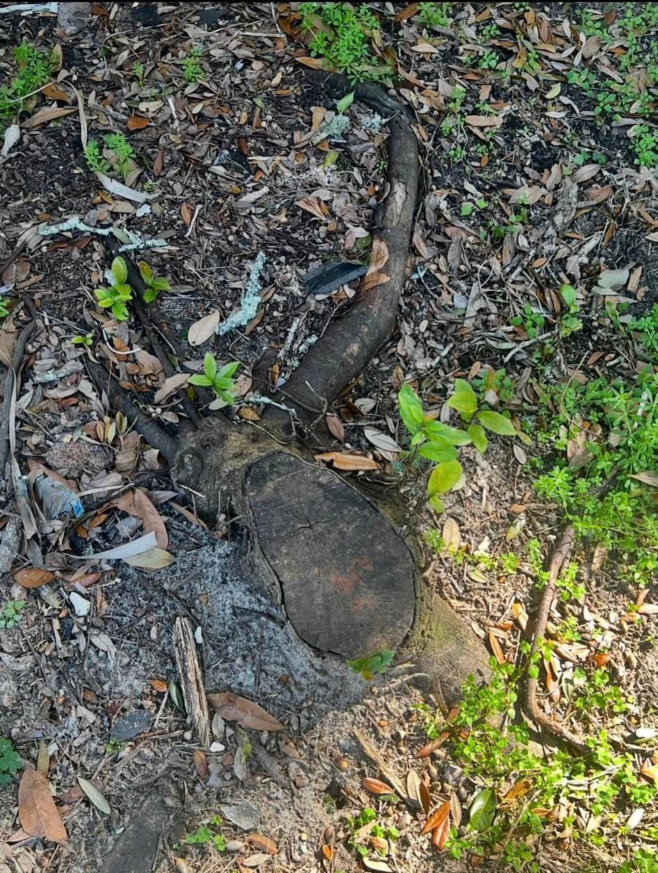 A dark, charred tree stump and a thick, exposed root surrounded by leaf litter and small green plants on the forest floor.